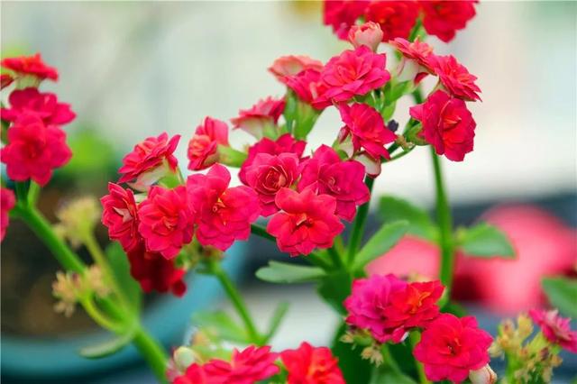 春节花卉品种大全大图，春节遇花期，五彩斑斓过新年