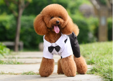 泰迪发型图片女,泰迪发型图片 男生(时下最流行的"泰迪造型")