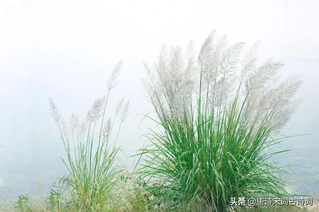 争渡争渡惊起一滩鸥鹭的原文，争渡争渡惊起一滩鸥鹭出自（初夏胜春时）