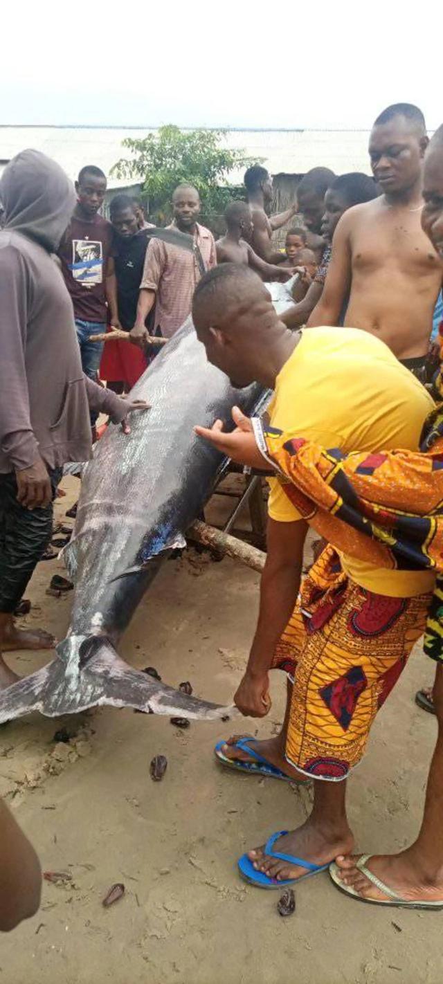 swordfish是什么鱼，swordfish是什么鱼怎么吃啊（非洲渔民抓到一条200斤大鱼）
