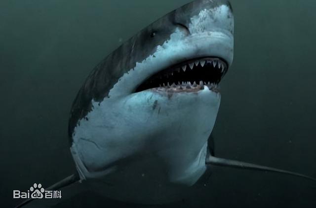 咬合力最强的动物，咬合力最强的12种动物（地球史上最强悍的生物——巨齿鲨）