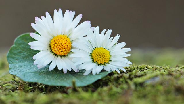 8月1日是什么星座，狮子座女生性格特点（8月1日-31日星座运势）