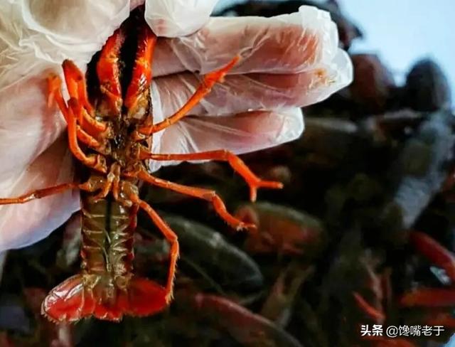 干煸大头菜的做法，火爆大头菜怎么炒（这6道菜“最脏”）