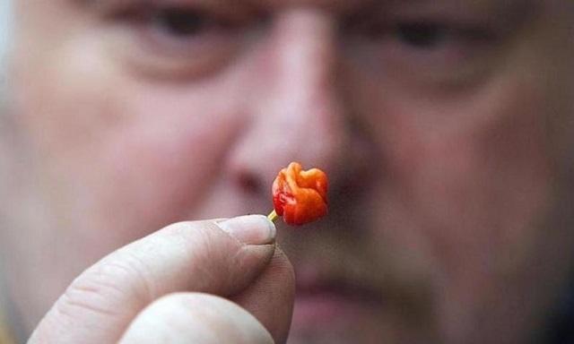 世界上最辣的辣椒，世界上最辣的五种辣椒（世界上最辣的10种辣椒）