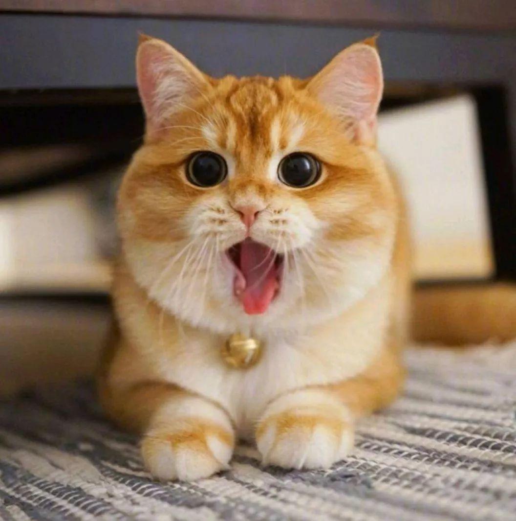 大型猫品种(中国十大禁养猫)