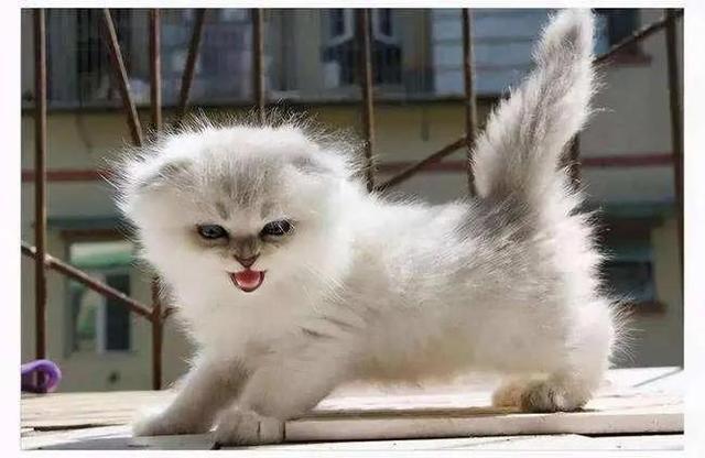 猫咪的尾巴竖起来是什么表现，猫咪像电线杆一样的尾巴可以给我们传递什么信息呢