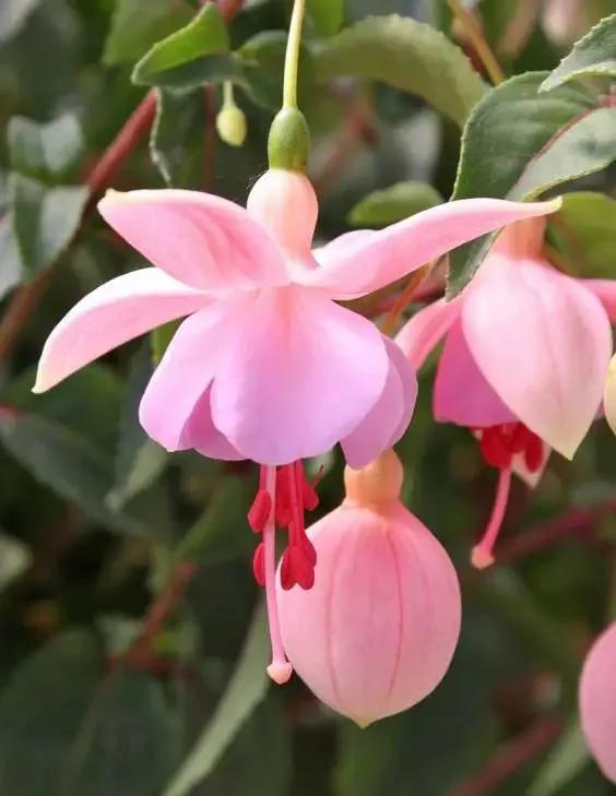 夸赞女人漂亮的句子，夸女人的美言佳句（女人如花，绚烂绽放，活出精彩）