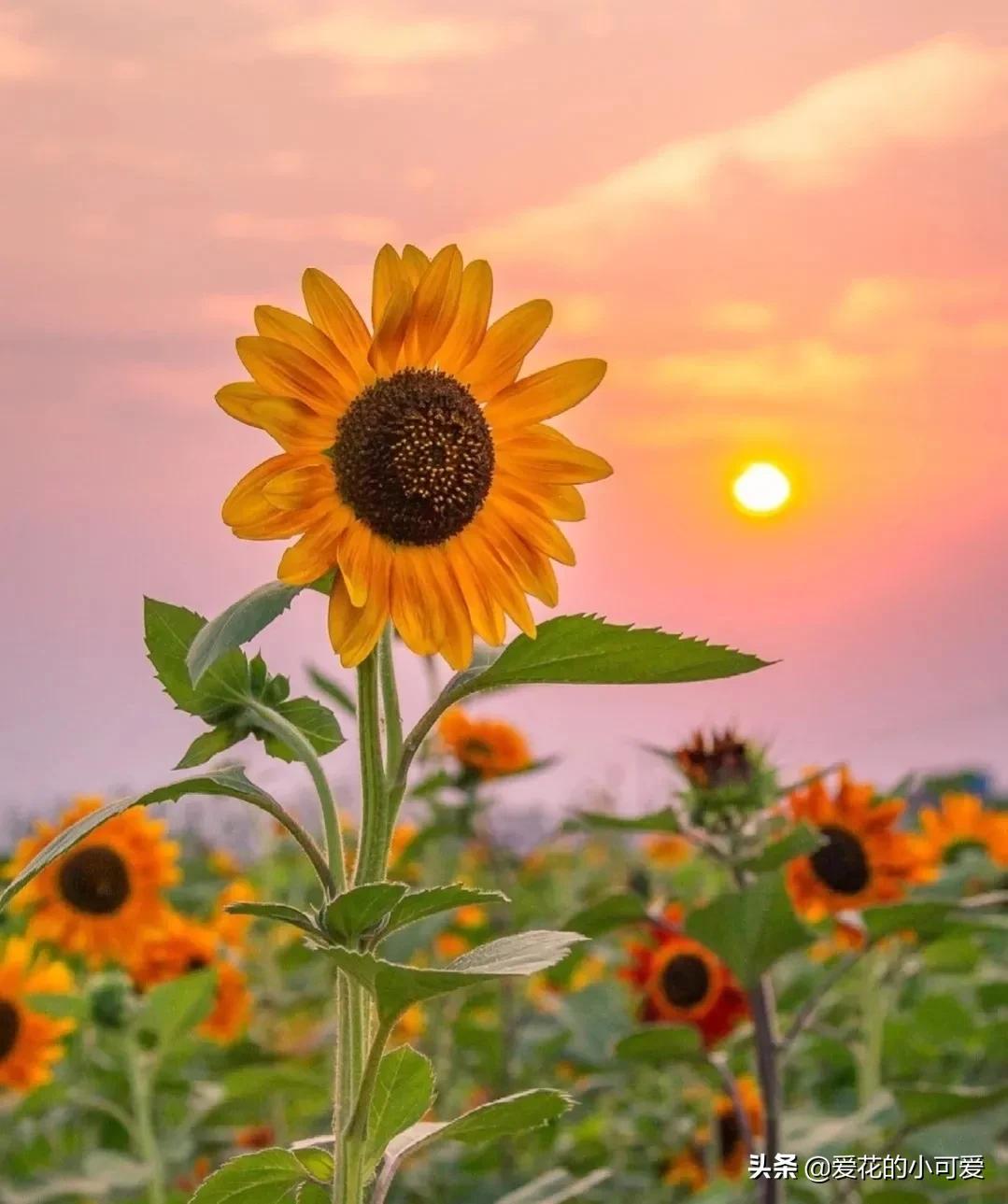 各国的国花是什么花，世界各国的国花是什么（一花一世界‖世界各国的国花你知道多少）