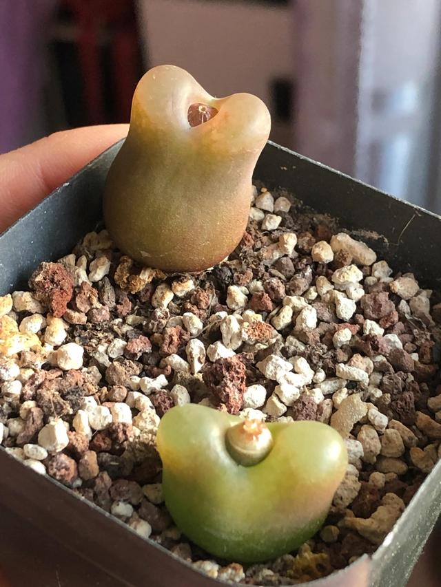 多肉灯泡，自家多肉 请君欣赏（多肉灯泡怎么养）