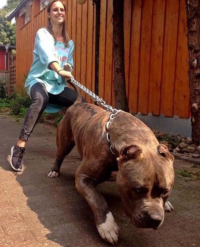 养大狗的女生不能要，为什么女人不能养狗尤其是大狗（为何不建议养“大狗”）