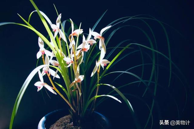 空谷幽兰的意思，空谷幽兰是什么意思（幽兰，清雅）