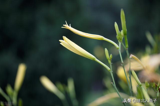 野菜的种类有哪些，野菜都有什么种类（教你认识不同的野菜和吃法）