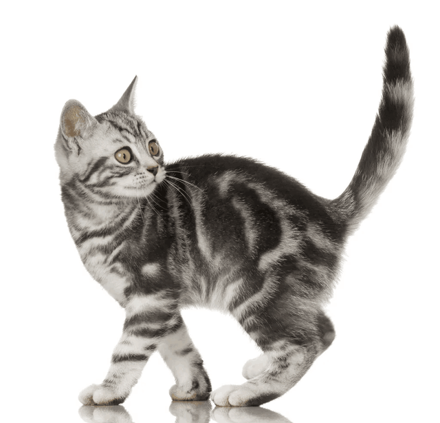 一个月幼猫怎么养，一个月大的猫咪怎么养（教你手把手将刚出生的猫咪给带大）