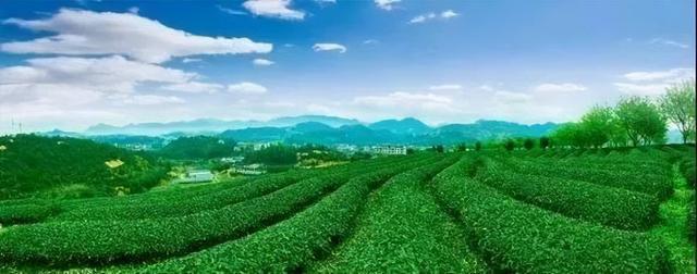 茶叶商业模式有哪些，如何使用消费金融模式卖茶叶