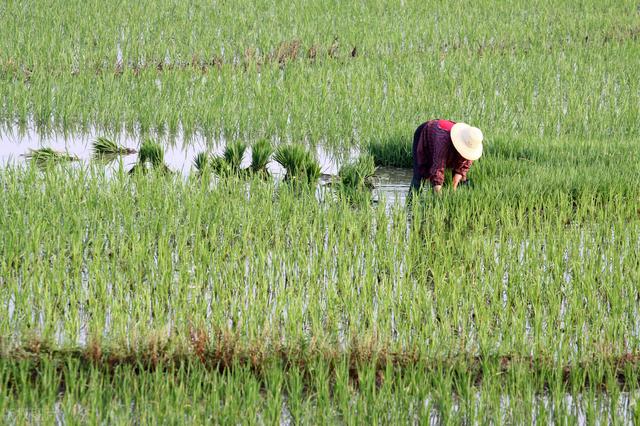 乡村四月的诗意，乡村四月的诗意20字（反映农村方方面面）