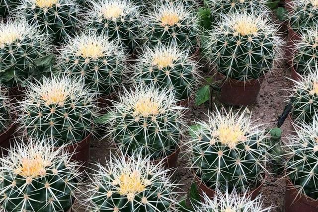 一个绿萝三个啥 阴气重三个鬼，一个绿萝三个啥（6种漂亮花“不吉利”）