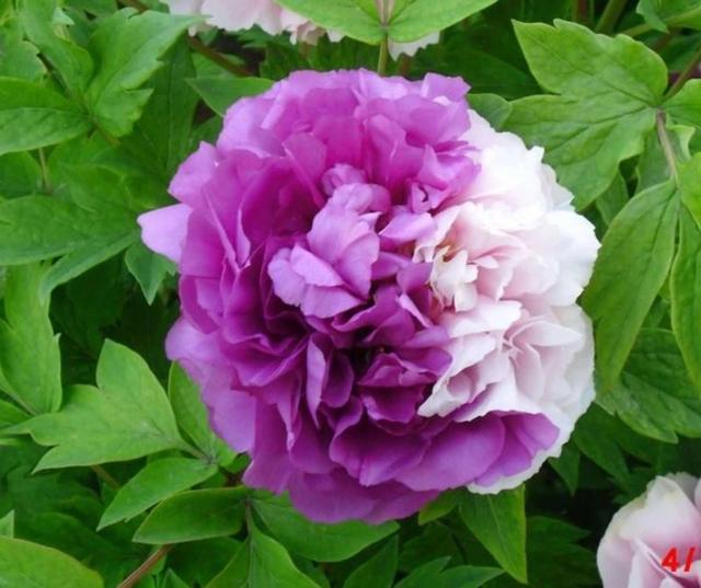 鲜花的花语和花的数目的寓意，鲜花数量的寓意（100种迷人的“数字花”）