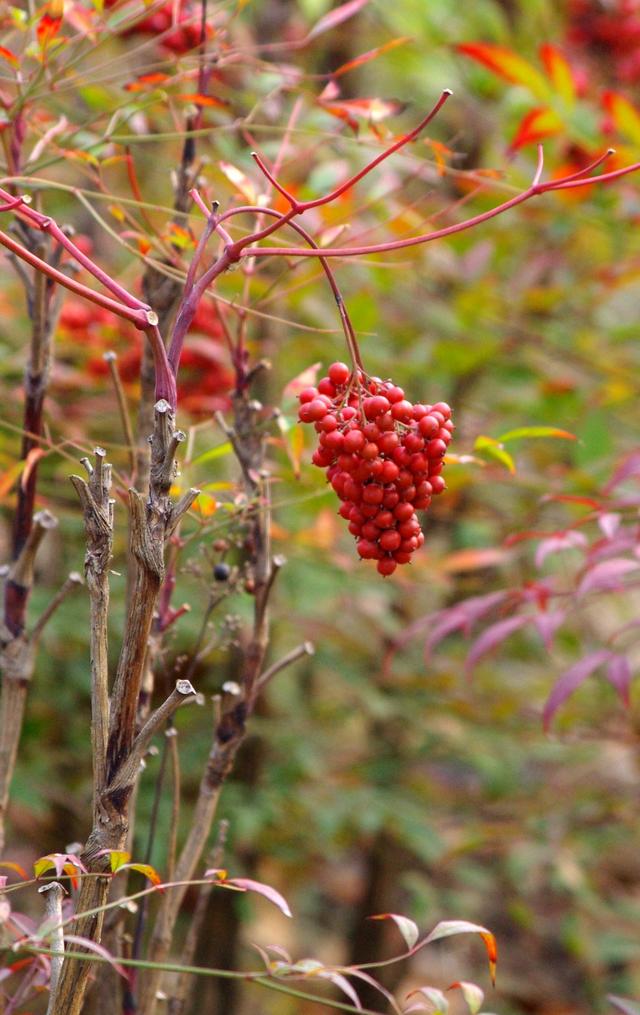 铁海棠花,家里有小孩和宠物的更要小心(铁海棠花怎么修剪)