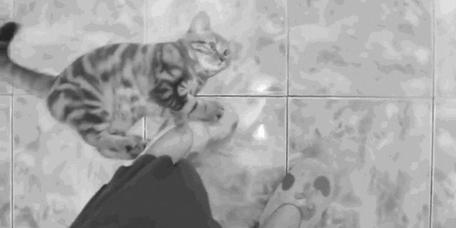 生肖牛的性格特征大盘点，十二生肖牛性格特点（社牛猫咪的6个行为特征）