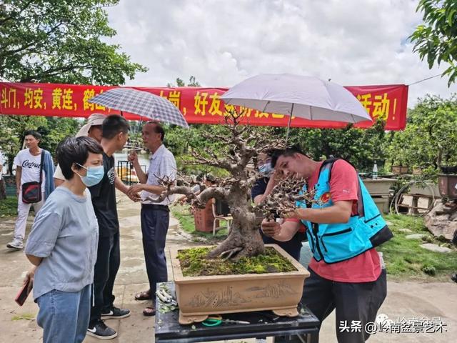 7月开什么花，哪些花是夏天开的（八月花飞万物生）