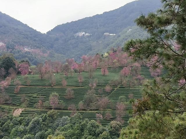 浪漫樱花唯美图片，图片樱花 唯美（大理还有浪漫樱花）