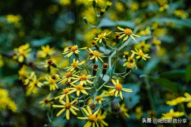 夸赞女人漂亮的句子，夸赞女人漂亮的句子和成语（形容女人性感的句子）