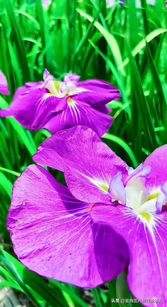 莺歌燕舞是什么季节，柳绿花红莺歌燕舞是什么季节（百花争艳的季节）