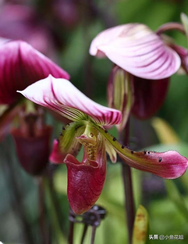 母亲节送什么花，母亲节送什么花最适合（能送给母亲的花不只是康乃馨）