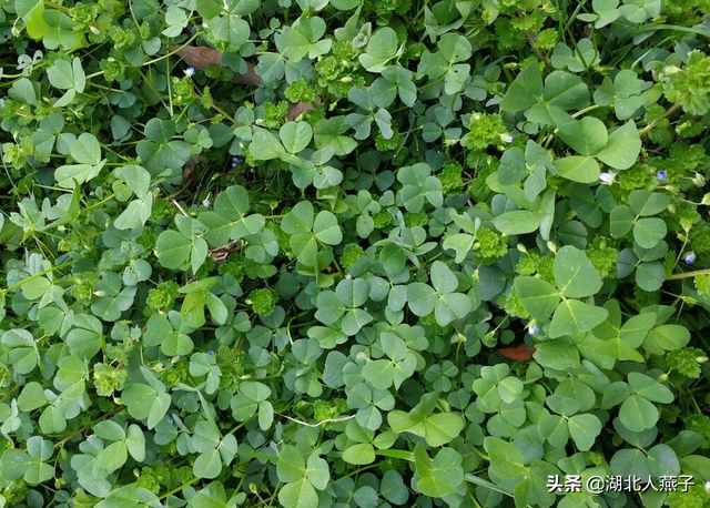 春天能吃的野菜大全，春天都有哪些野菜可以吃（送你63种野菜大图鉴）