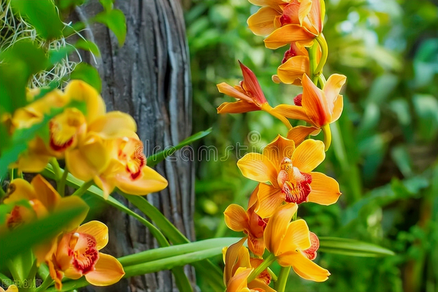 花语短句唯美句子，花语的唯美句子（一花一世界）