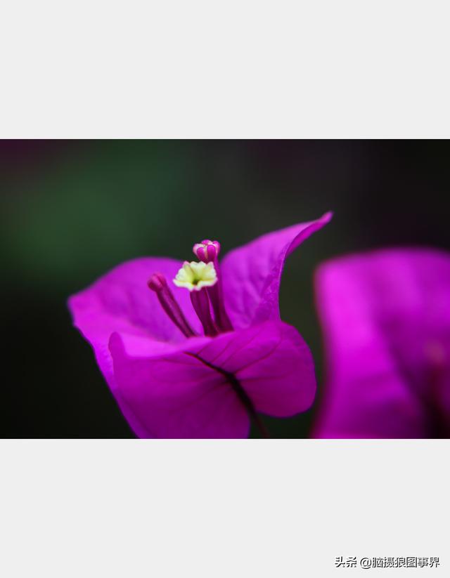 好看的图片。，好看的图片背景（实拍25张唯美的花草照片）