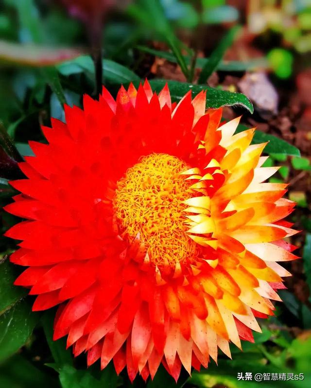 铁树开花的方法，铁树开花的方法有哪些（铁树开花了，也有芬芳的一天）