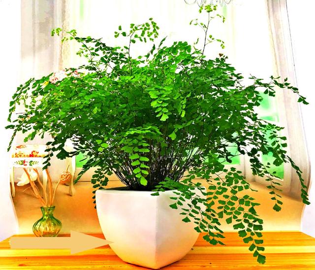 客厅适合养什么花，客厅适合养什么花和植物好风水（堪称“不死花”）