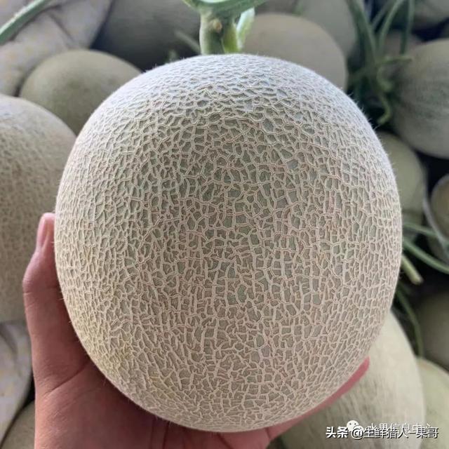 绿色的哈密瓜叫什么，绿色的哈密瓜叫什么名字（哈密瓜、蜜瓜、网纹瓜、香瓜、羊角蜜傻傻分不清）