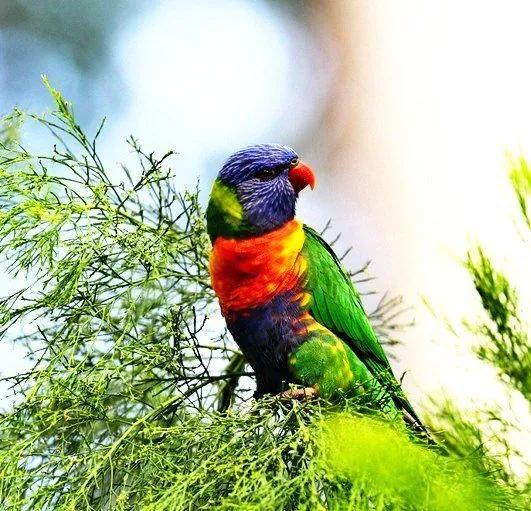 鹦鹉图片大全大图,鹦鹉种类图和名字图片(各种各样的鹦鹉大全)