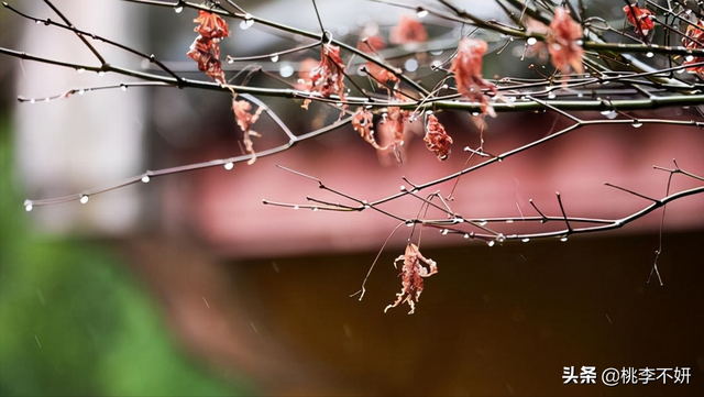 岁末将至敬颂冬绥什么意思，愿你的世界如暖阳