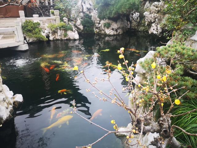 什么才叫真正的奢侈品，中式院子永远无法让人拒绝