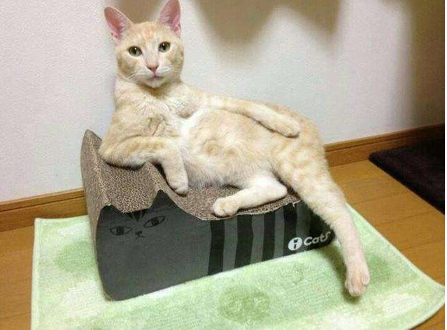 猫的记忆有多久，小猫几个月有记忆（20个养猫冷知识）