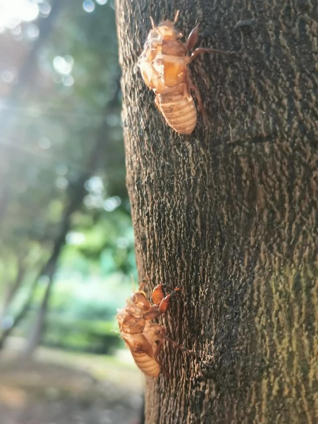 蝉蜕的功效与作用，蝉蜕的作用与功效（蝉蜕：高风亮节，破茧重生之美）