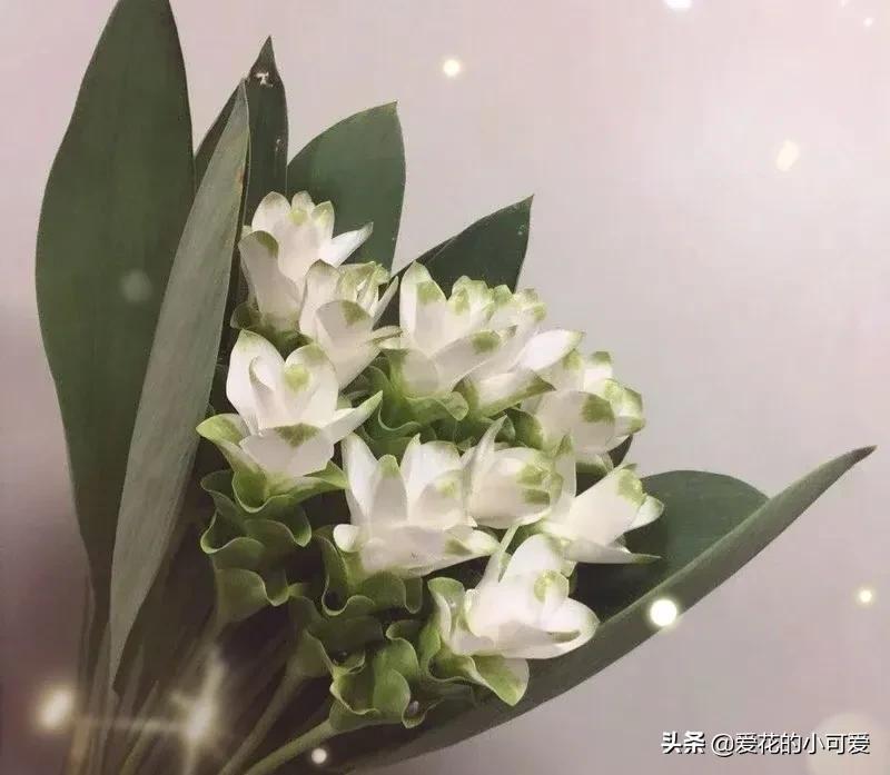 各国的国花是什么花，世界各国的国花是什么（一花一世界‖世界各国的国花你知道多少）