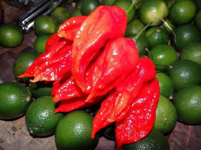 世界上最辣的辣椒，世界上最辣的五种辣椒（世界上最辣的10种辣椒）