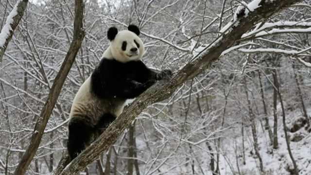 熊猫冬眠吗为什么，熊猫冬眠吗为什么会死（大熊猫是冬眠的动物吗）