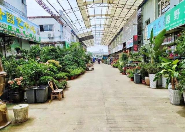盆景花卉批发市场，重庆市花卉盆景批发市场在哪里（这几个平台市场随你逛）