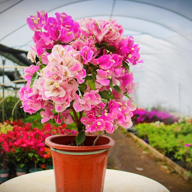 三角梅什么时候开花，三角梅几月开花啊（开出“满枝头”的漂亮花）