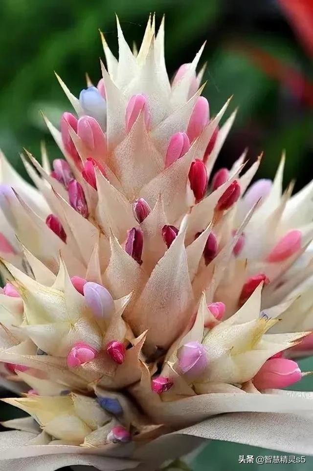 铁树开花的方法，铁树开花的方法有哪些（铁树开花了，也有芬芳的一天）