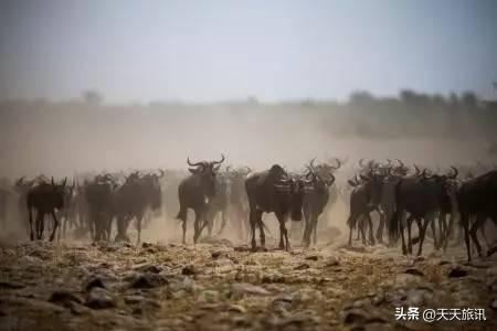 东非动物大迁徙，东非动物大迁徙的路线图（“生命的长征”东非野生动物大迁徙）