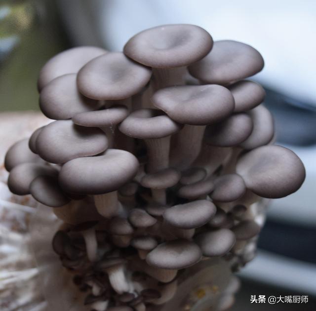 平菇买多了怎么保存，买回来的新鲜平菇怎么保存（菇农教你4个妙招）