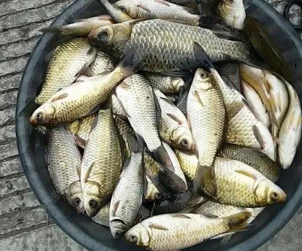 土鲮鱼价格多少钱一斤，鲮鱼图片大全（曾经没人吃的廉价鱼）