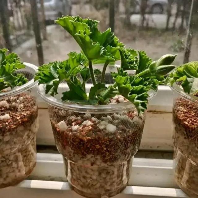 如何折花，如何折花朵简单方法（冬天不花一分钱养花）