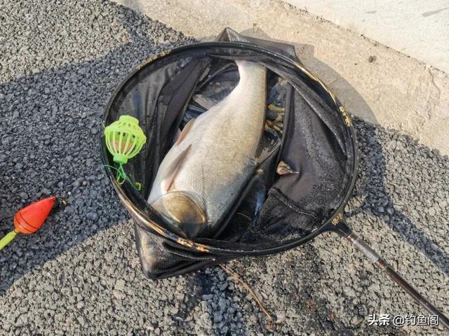 三月份可以钓鲢鳙吗，玩抛竿可比手竿更靠谱